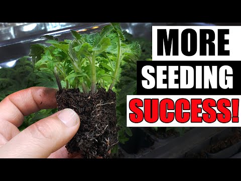 Growing Zucchinis The Right Way Part 1 of 3