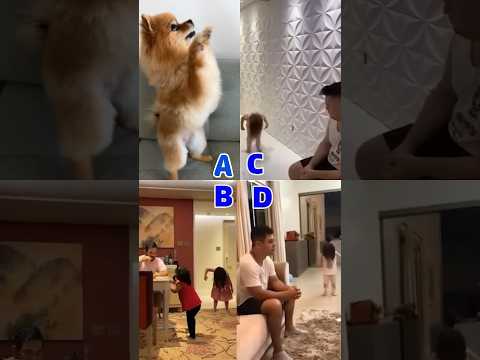 Kulikitaka Ti Dance Compilation 🔥🔥 #shorts#pomeranian