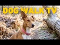 🔴 TV For Dogs 24/7 ❄️ Dog Walk through a Winter Wonderland 🐕 Nature Sounds 4K HDR