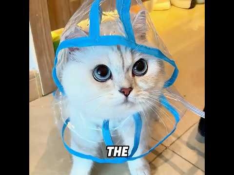 This cat has been quietly taking care of its owner.#cat #love #hearttouching #shorts