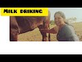 Milk Drinking