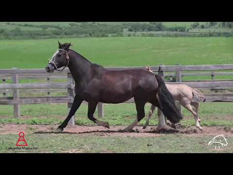 LOTE 32 – JACOBINA DO RIBEIRÃO BONITO