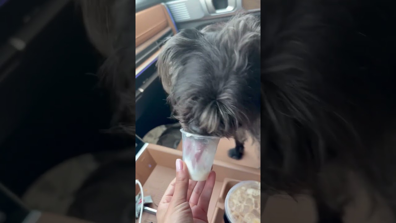 Enlarge Rumi! Sweet and cuddly! , an adoption pending mixed breed in Cambridge, MA video 4/6