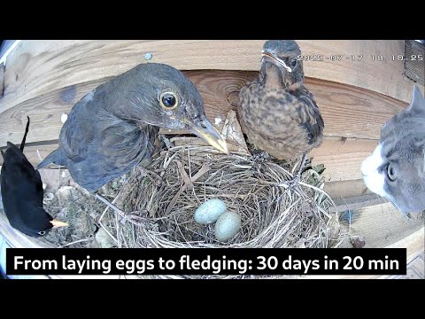 From laying eggs to leaving nest: 30 days in 20 min | Blackbird nest camera