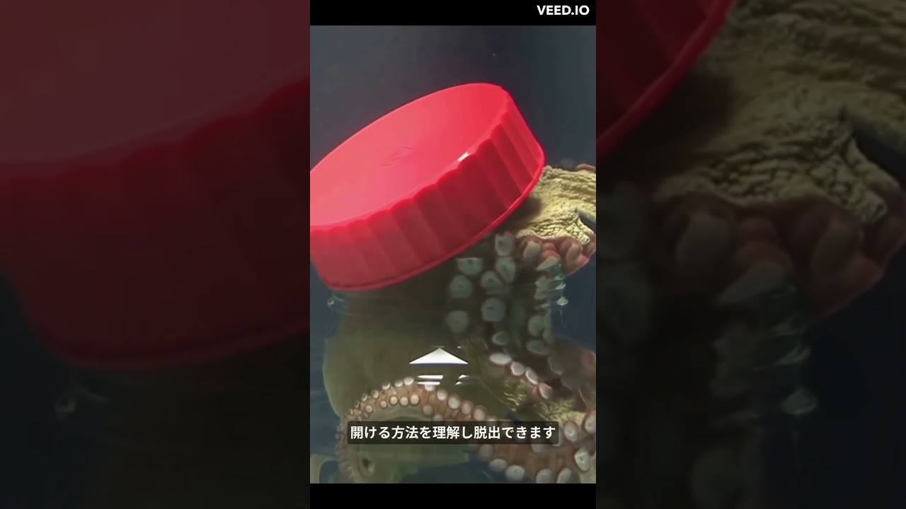 タコの知能はレベチ #shorts