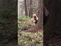 Best quality video of Big Foot 2022 #bigfoot #goldendoodle #yeti
