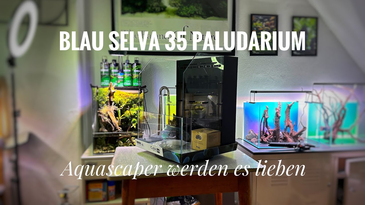 Blau Cubic Selva 35 Paludarium Produkttest – YouTube Video von Jochen Aquascaping Berlin
