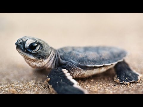 Bébé tortue, le combat pour la vie commencera dès ta naissance