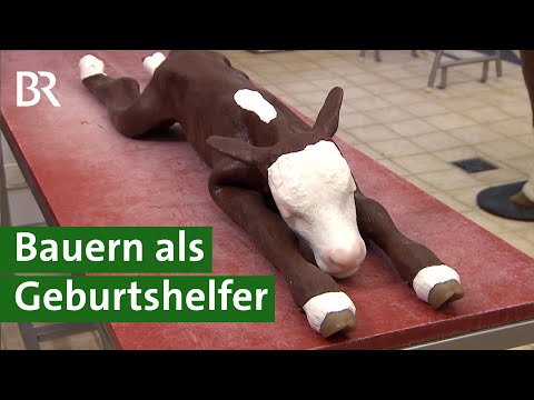 Problemgeburt bei Kühen: Landwirte lernen Geburtshilfe an Modell-Kuh | Kuhgeburt Doku | Unser Land