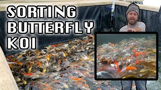 Amazing Butterfly Koi Fish Variety! (Butterfly Koi Fish For Sale)