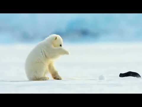 Polar Bear cub surprised by Seal