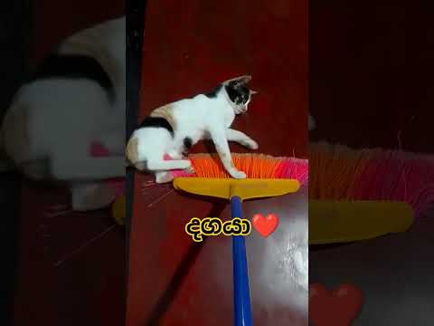 දගයා❤️ #cat #