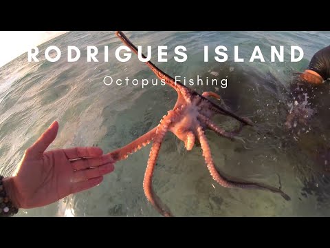Rodrigues Island - Octopus Fishing / Ile Rodrigues - Pêche à l'Ourite/Pieuvre / Poulpe #ilerodrigues