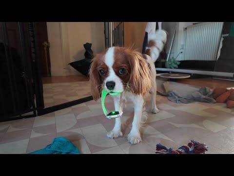 Vanilla grabs her human mom's watch, and mom starts panicking