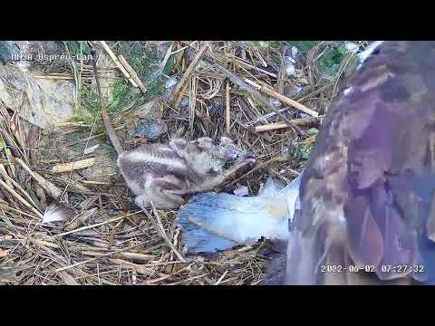 MNSA Osprey-Cam: 6/2/2022 Feeding time