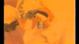 The Clean - Tally Ho (HQ).mp4