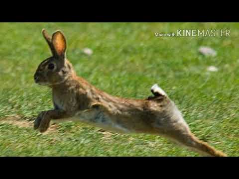 Paco Candela "La Historia De Dos Amigos"