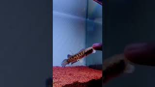 Download lagu beby channa auranti flaring mangap mangap mp3