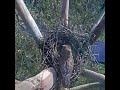 Pertarungan Epic ELANG VS BURUNG HANTU