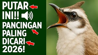 Download lagu Pancingan Trucukan PALING AMPUH! Burung Langsung Ngalas & Nyaut Gacor mp3 Download lagu Pancingan Trucukan PALING AMPUH! Burung Langsung Ngalas & Nyaut Gacor mp3