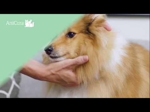 Hur rengör jag mitt djurs öron? - AniCura Sverige