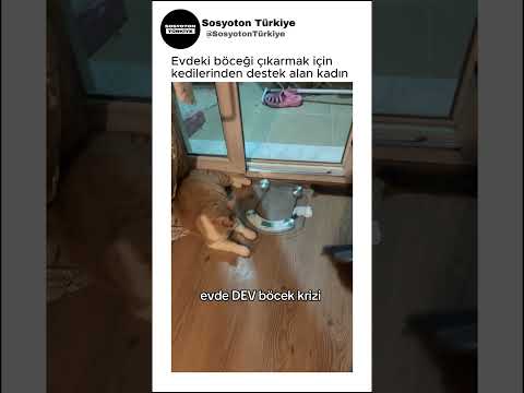 Böceği Çıkarmak İçin Kedilerinden Yardım Aldı🤣🥰