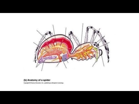 Anatomy of a spider