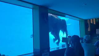 【記録】二本足で歩くゾウ＠カオキアオ動物園