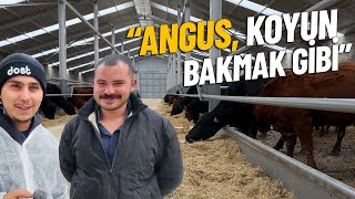 "Angus, Koyun Bakmak Gibi " | Hayvanlar 7 Ay Merada Yetişiyor