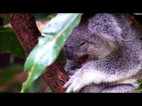 VIDEO DO WINDOWS AO CONTRARIO (ele disse diabo)