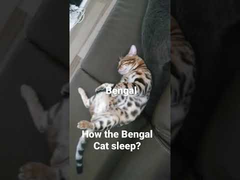 How the Bengal cat sleep?watch this😀😂