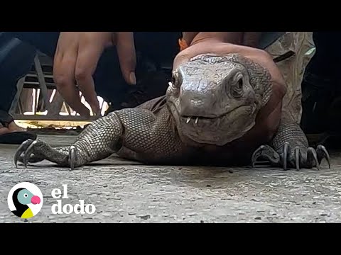 Lagarto gigante atascado recibe ayuda para volver a casa | El Dodo