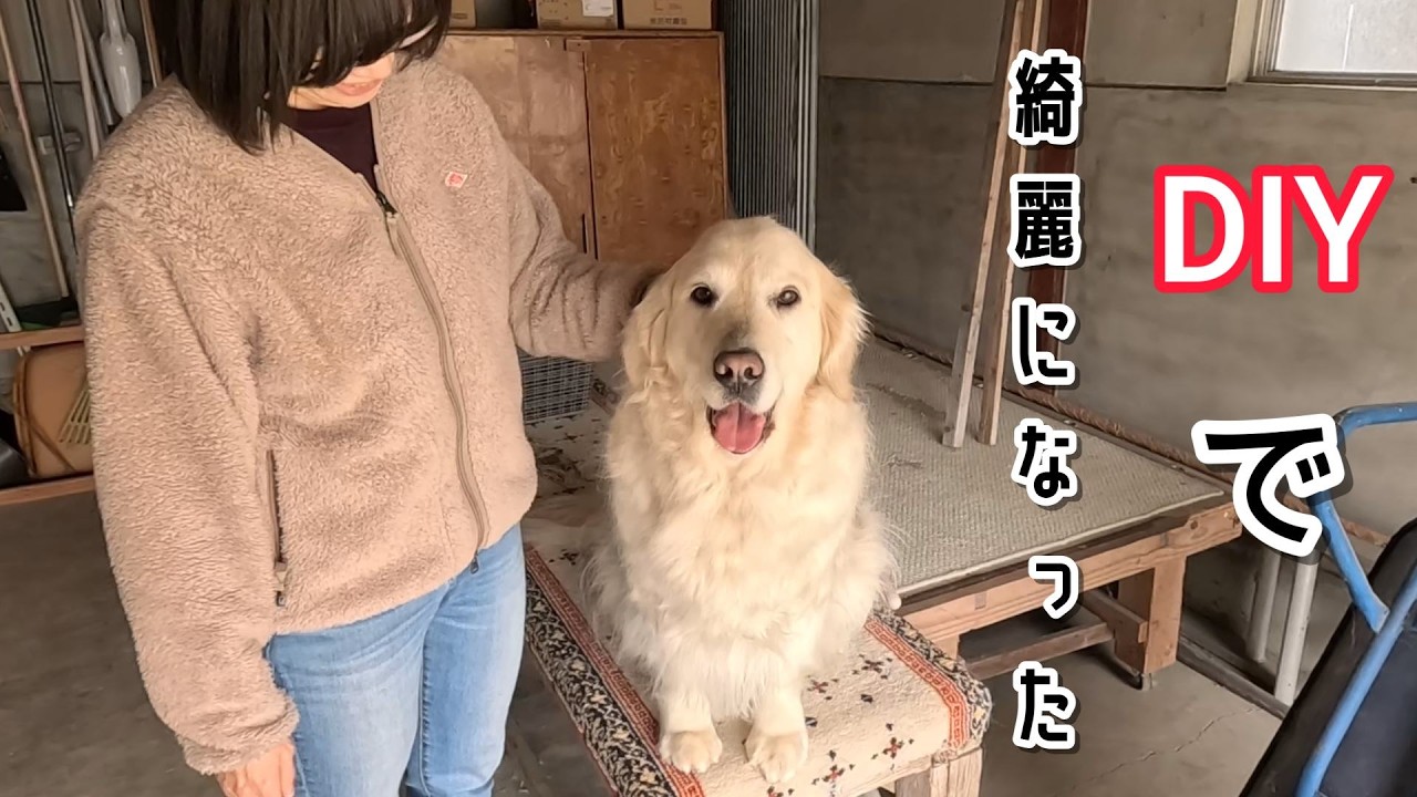 犬をDIYしたら思ったより綺麗になった・・・。　#メイちゃんねる