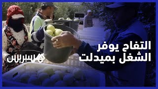 ضيعات التفاح تدعم التشغيل في إقليم ميدلت thumbnail