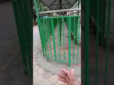 Jalpesh Mandir Hindu Temple In West Bengal Live Video Shivjee Paswan