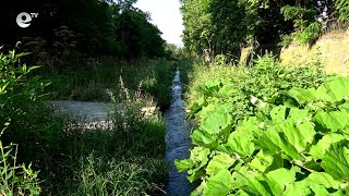 Отводнителният канал в Кърджали се превърна в джунгла