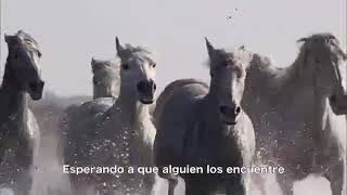 Alexander rybak 13 horses sing video