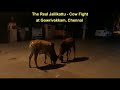 The Real Jallikattu Cow Fight At Gowrivakkam Traditional Cow Fighting In Chennai
