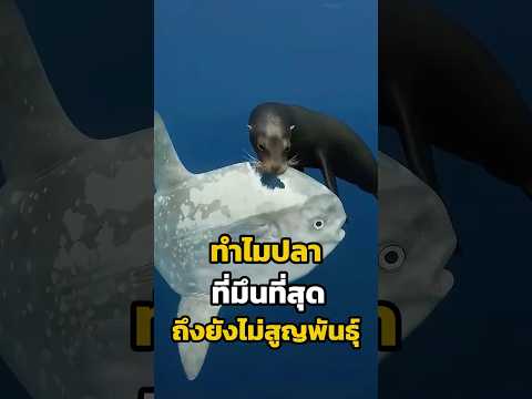 ทำไมปลาที่มึนที่สุดตัวนี้ั…ถึงยังไม่สูญพันธุ์