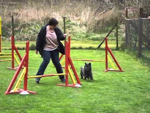 Agility  Training  - Alex & Marlow - Agility Team Wallau