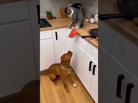 топ 6 приколов с животными 42