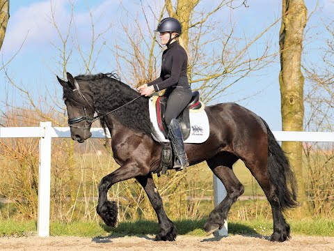 Stal Okkema's Aukje - Wytse x Thomas - Mare - 2016 - 1.60m