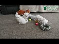 Maltese dogs for sale: Sweetheart EXTRA SMALL - Video 1