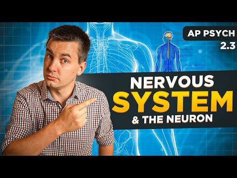 Nervous System & The Neuron [AP Psychology Unit 2 Topic 3]