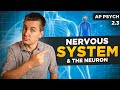Nervous System The Neuron AP Psychology Unit 2 Topic 3