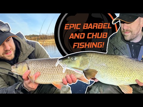 Epic BARBEL and CHUB Fishing on a FREE stretch of River!