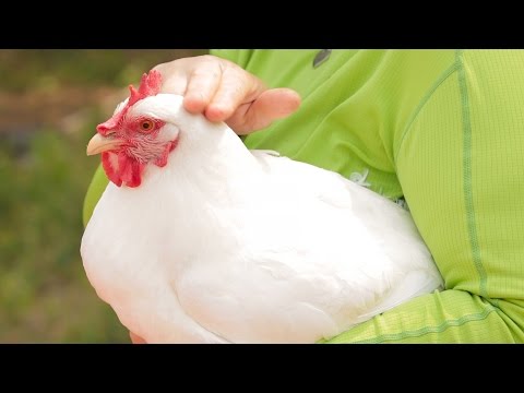 , title : '3 Chicken Breeds That Won't Disappoint You'