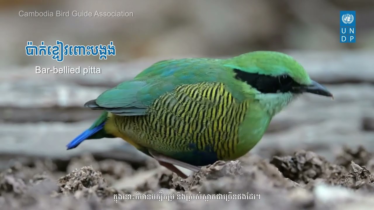 Ecotourism in Siem Reap, Cambodia | Community-Led Conservation at Changkran Roy