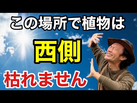 植木鉢を太陽から守るにはどうすればよいですか？暑い季節のために思いつかないかもしれない 5 つのヒント  庭園