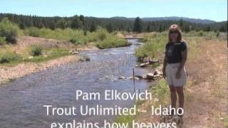 preview picture of video 'How Beaver Dams affect Rock Structure Restoration efforts'